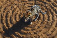Majestic leopard walking on circular sand patterns in desert, casting long shadow. Aerial wildlife photography shows predator's graceful movement across natural terrain.