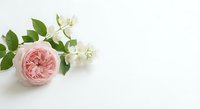 Pink garden rose with white jasmine flowers and green leaves on clean white background for wedding invitations and romantic designs.