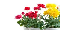 Vibrant red and yellow chrysanthemum flowers in white pots with green foliage, isolated on white background for floral design projects.