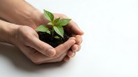 Hands gently holding young green plant seedling with soil, symbolizing growth, care, environmental protection and new life on white background.