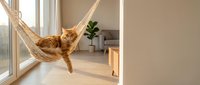 Ginger tabby cat relaxing in jute hammock by sunny window in modern minimalist home interior with potted plant and wooden furniture.