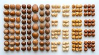 Flat lay arrangement of various nuts including walnuts, hazelnuts, and almonds organized in neat rows on white background for culinary, food styling, and ingredient sourcing projects.