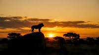 Lion silhouette standing on rock during golden sunset in African savanna with acacia trees creating dramatic wildlife scene for nature photography.