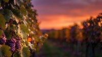 Ripe grape clusters hang from vine leaves in foreground while sunset casts golden and purple hues across distant vineyard rows and forested hills during harvest season.