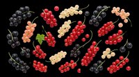 Assorted fresh berries including black currants, red currants, and white currants isolated on transparent background. Ready for clipart, print-on-demand products, t-shirt designs, stickers, and sublimation projects.