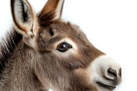 Close up portrait of brown donkey head showing detailed fur texture, expressive eye, and distinctive facial features against white background. Isolated for design use.