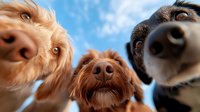 Curious dogs looking down at camera against blue sky background, funny pet portrait with three different breeds showing their noses and expressions in close-up view.
