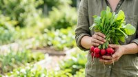 Farmer holding fresh red radishes with green leaves in hands at vegetable garden, organic produce harvesting.