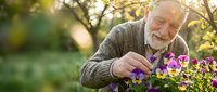 Senior man with white beard and gray hair, wearing brown cardigan, tending purple flowers in garden during golden hour sunlight for gardening and lifestyle content.
