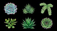 Succulent plants collection isolated on transparent background, ready for t-shirt design, clipart, stickers, print-on-demand products and sublimation projects. Six botanical elements perfect for crafts.