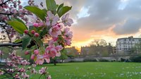Spring cherry blossom branch with pink flowers blooming in urban park at golden sunset. Fresh sakura petals and green leaves frame city buildings background.