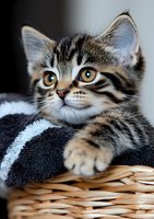Adorable tabby kitten with bright yellow eyes resting in wicker basket with blue blanket, close-up portrait showing detailed fur markings and whiskers.