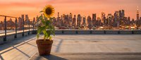 Sunflower in terracotta pot on rooftop with urban skyline at golden hour sunset, ideal for real estate, lifestyle, and architectural design projects.