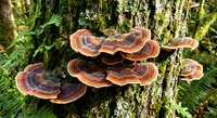 Colorful bracket fungi growing on moss-covered tree trunk in forest ecosystem. Natural woodland decomposition process with layered shelf mushrooms.