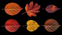 Autumn leaves in various fall colors isolated on transparent background, ready for t-shirt designs, clipart, stickers, sublimation and print-on-demand projects.