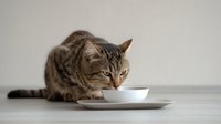 Tabby cat drinking milk from white ceramic bowl on light background, domestic pet portrait in minimalist style for veterinary and pet food advertising.
