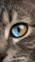 Close-up macro shot of cat eye with striking blue and amber heterochromia surrounded by gray tabby fur. Detailed feline anatomy for veterinary and pet care content.