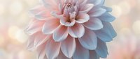 Soft pastel dahlia flower with delicate pink and blue petals against dreamy blurred background for romantic designs and feminine decor projects.