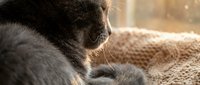 Gray tabby cat paws and whiskers in warm golden sunlight on cozy knitted blanket. Peaceful feline relaxation moment for pet care and comfort themes.