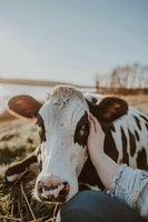 Close-up portrait of Holstein dairy cow being petted by farmer's hand at sunset, showing gentle connection between human and animal in rural setting.