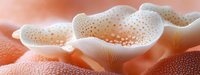 White delicate mushroom gills in macro view against coral pink background showing intricate natural patterns and textures in soft dreamy lighting.