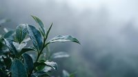 Young green leaves covered with fresh water droplets against a soft blurred background, suitable for nature, wellness, and environmental design projects.