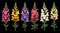 Colorful snapdragon flowers in pink, yellow, purple, red, white and cream isolated on transparent background. Ready for t-shirt design, clipart, stickers, sublimation and print-on-demand projects.