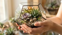 Hands holding geometric glass terrarium with succulent plants and soil, indoor gardening hobby and home decoration.