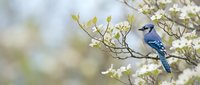 Blue jay perched on flowering dogwood branch in spring garden with soft bokeh background for nature and wildlife photography projects.