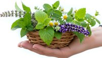 Fresh medicinal herbs in wicker basket held in cupped hands on white background. Natural aromatherapy plants including mint, chamomile, lavender for wellness.