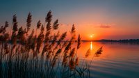 Golden sunset over calm lake with tall reeds in foreground creating peaceful nature scene with warm orange and pink sky colors reflected in still water.