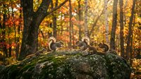 Group of wild ducks resting on moss-covered rock in autumn forest with golden foliage and warm sunlight filtering through trees creating peaceful wildlife scene.