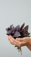 Hands holding bundle of dark purple and green foliage with delicate flowers against neutral background, isolated for design use on merchandise and promotional materials.