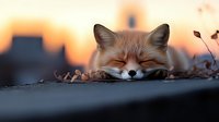 Sleepy red fox resting head on ground during sunset, close up portrait with blurred urban background and warm golden light creating peaceful nature scene.