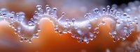 Macro photography of water droplets forming spiral pattern against orange background, creating natural abstract art with crystalline clarity and light refraction.