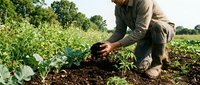 Farmer in khaki shirt examining soil and plant growth in vegetable garden field during harvest season for agriculture and farming concepts.