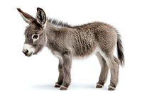 Adorable baby donkey foal with fluffy grey coat standing in profile view on white background, isolated cutout for easy design integration and commercial use.