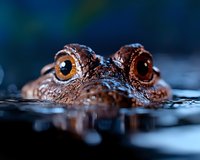 Close-up macro shot of brown frog eyes emerging from dark water surface, showing detailed texture and amber-colored irises against blurred blue background.