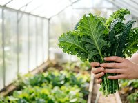 Fresh kale bunch held in hands inside greenhouse with blurred vegetable plants in background, organic farming and sustainable agriculture concept.