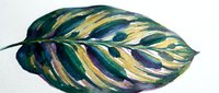 Isolated tropical leaf with variegated stripes in teal, gold, purple and cream tones on white background. Suitable for botanical designs, textiles and decorative projects.