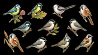 Colorful songbirds collection isolated on transparent background, ready for t-shirt designs, clipart, stickers, print-on-demand products, and sublimation projects. Multiple bird species with detailed plumage.