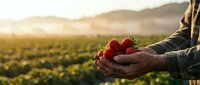 Farmer hands holding fresh ripe strawberries at sunset in agricultural field with mountains in background during golden hour harvest time.
