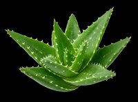 Fresh green aloe vera plant isolated on transparent background, ready for t-shirt design, stickers, clipart, print on demand, and sublimation projects.