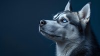 Dramatic close-up portrait of Siberian Husky with piercing blue eyes against dark background, showing noble profile and distinctive facial features of purebred dog.