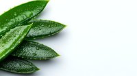 Fresh green aloe vera leaves with water drops on white background, natural organic skincare ingredient for cosmetics and medicine.