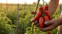 Farmer hands holding fresh ripe red tomatoes on vine in organic garden during golden hour sunset. Agricultural harvest concept for healthy eating.