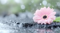 Delicate pink gerbera daisy on wet dark stone surface with water drops and soft bokeh background creates serene spa atmosphere. Perfect for wellness designs.