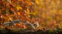 Two gray squirrels playing on moss-covered log in autumn forest with vibrant orange and yellow foliage creating warm seasonal wildlife scene for nature photography.