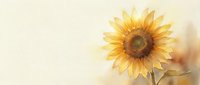Watercolor sunflower on a light beige background with copy space, soft golden petals and warm autumn tones for cards and wall art.