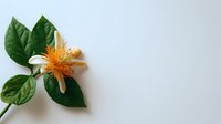 Fresh orange flower of Calophyllum inophyllum (Alexandrian laurel) with green leaves on white background, used in aromatherapy and natural cosmetics.